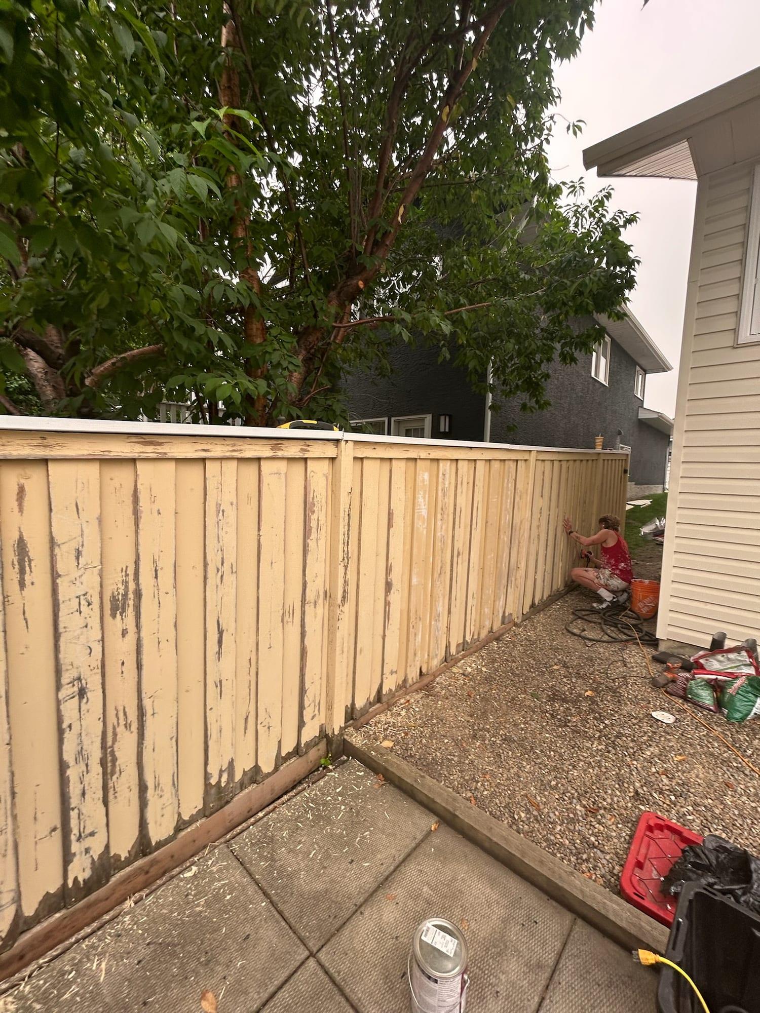 Backyard fence with cream paint peeling and flaking from the boards